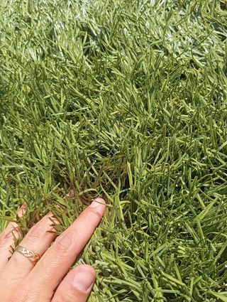 Césped artificial reciclado 💯♻️