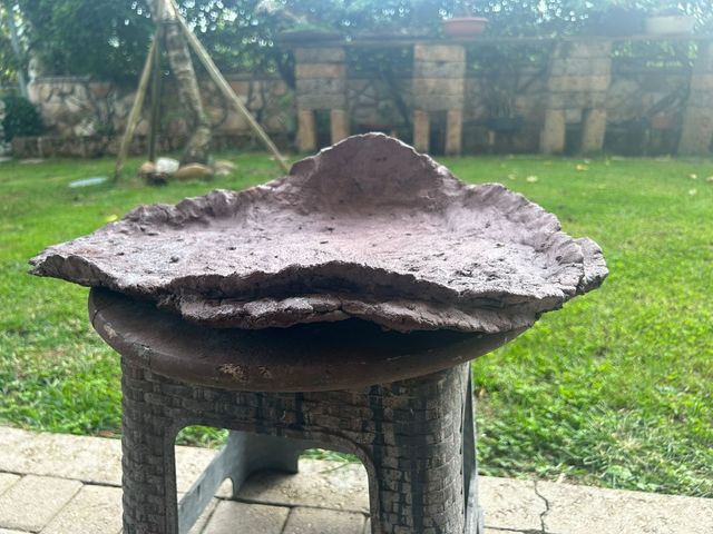 Vaso/lastra Boschetti bonsai