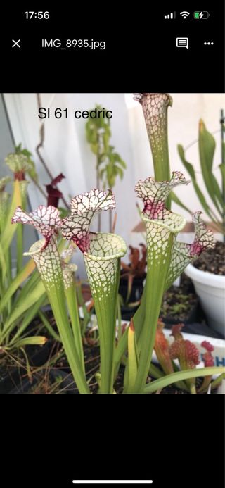 sarracenia red stripe throat. planta carnivora