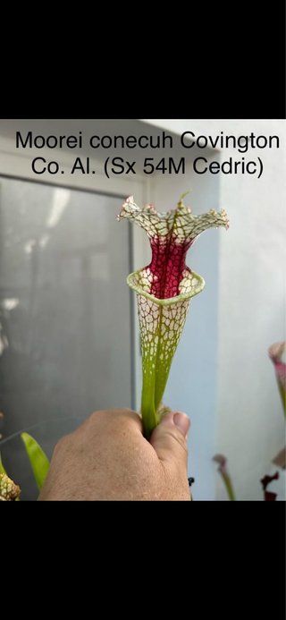 moorei conecuh, covinton Co.Al. plantas carnivoras