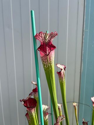 sarracenia “ Strawberry mouth”. Planta carnivora