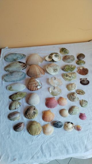 Lote 40 conchas