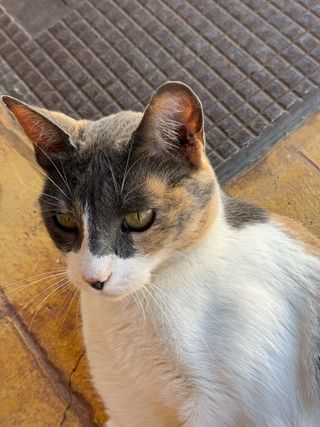Niñera y cuidadora de animales
