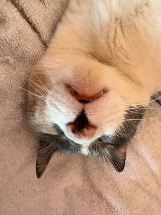 Niñera y cuidadora de animales