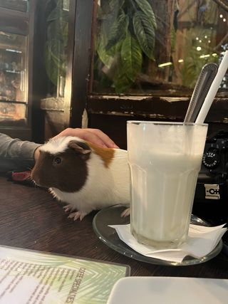 Niñera y cuidadora de animales