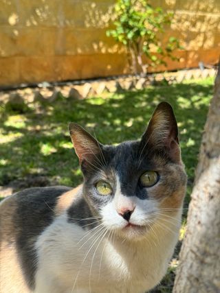 Niñera y cuidadora de animales