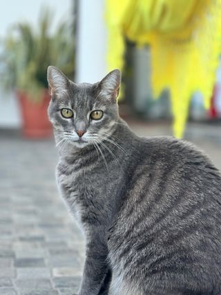 Niñera y cuidadora de animales