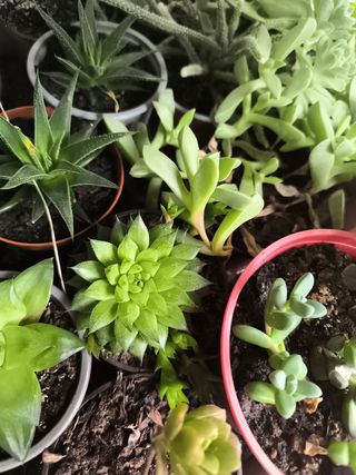 Venta de plantas