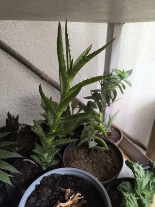 Venta de plantas