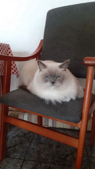 Cuidadores de gatos 