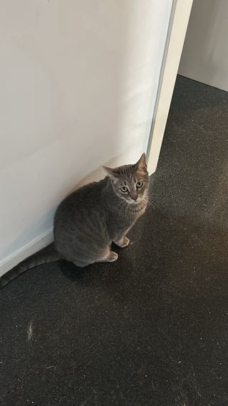 Cuidadores de gatos 