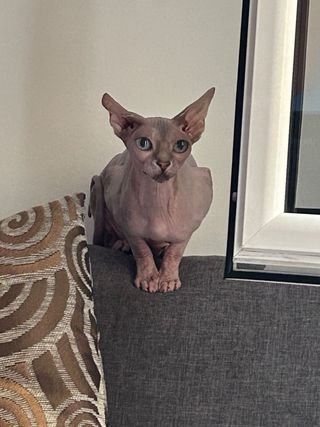 Cuidadores de gatos 