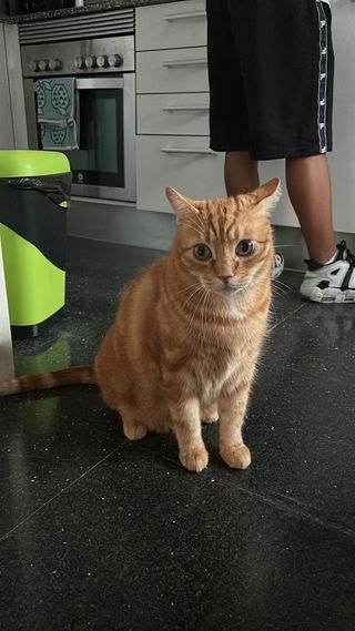 Cuidadores de gatos 