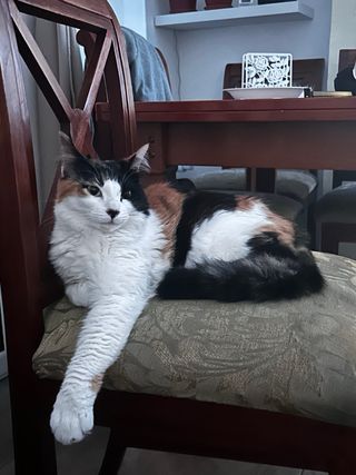 Cuidadores de gatos 