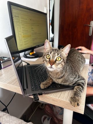 Cuidadores de gatos 