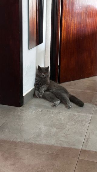 Cuidadores de gatos 