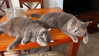 Cuidadores de gatos 