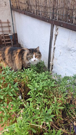Cuidadores de gatos 