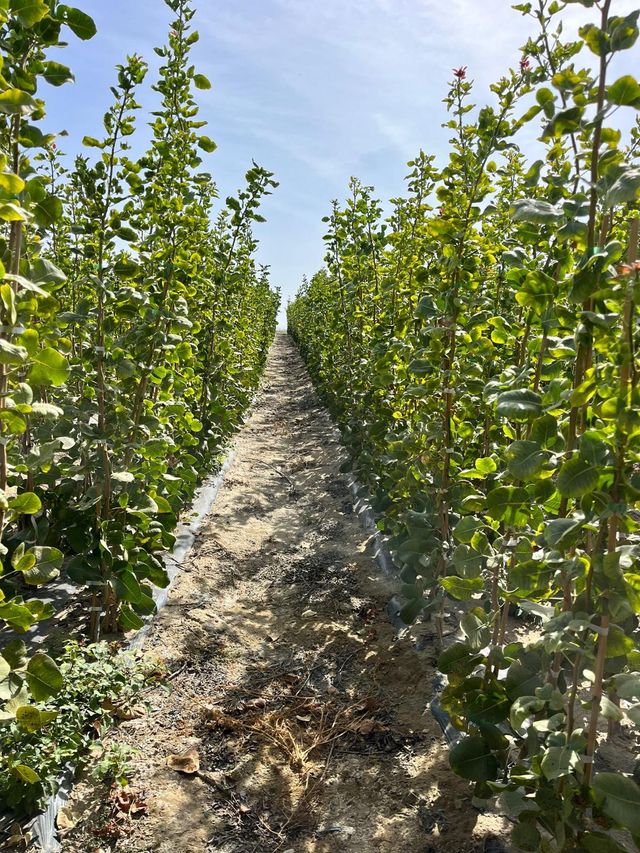 pistachos maceta y raiz desnuda: cornicabra y UCB1