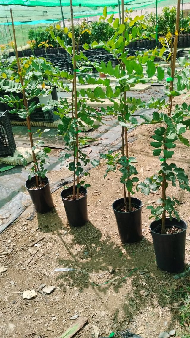 algarrobos injertados y bordes sin injertar