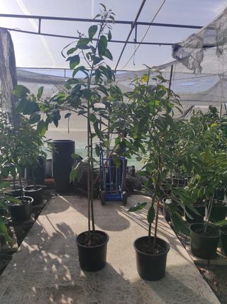 PLANTAS AGUACATE y MANGO