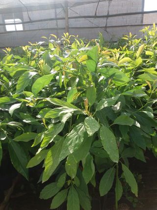 PLANTAS AGUACATE y MANGO