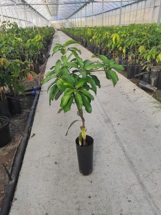 PLANTAS AGUACATE y MANGO
