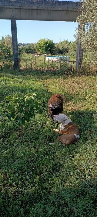 Cuidador perros/Paseo perros