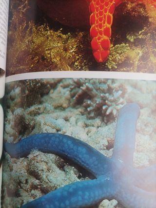 LA VIDA EN EL MAR LIBRO TAPA Dura