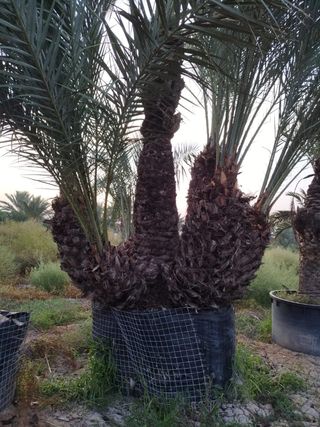 Grupo datilera ejemplar