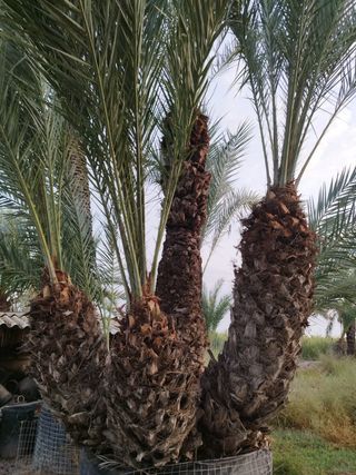 Grupo datilera ejemplar