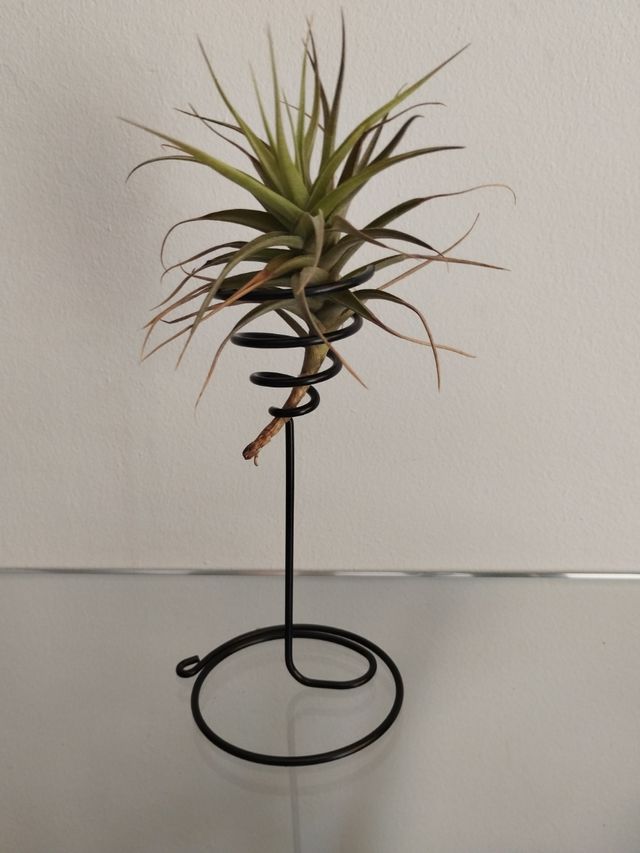 Thillandsia con soporte incluido