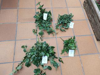 Plantas decorativas