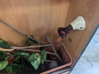 Tortuga, erizo,petauro,serpiente. Camaleon. Geko.