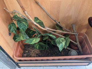 Tortuga, erizo,petauro,serpiente. Camaleon. Geko.