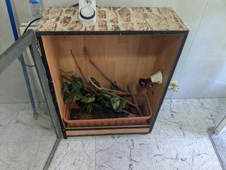 Tortuga, erizo,petauro,serpiente. Camaleon. Geko.