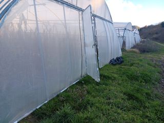 Invernadero