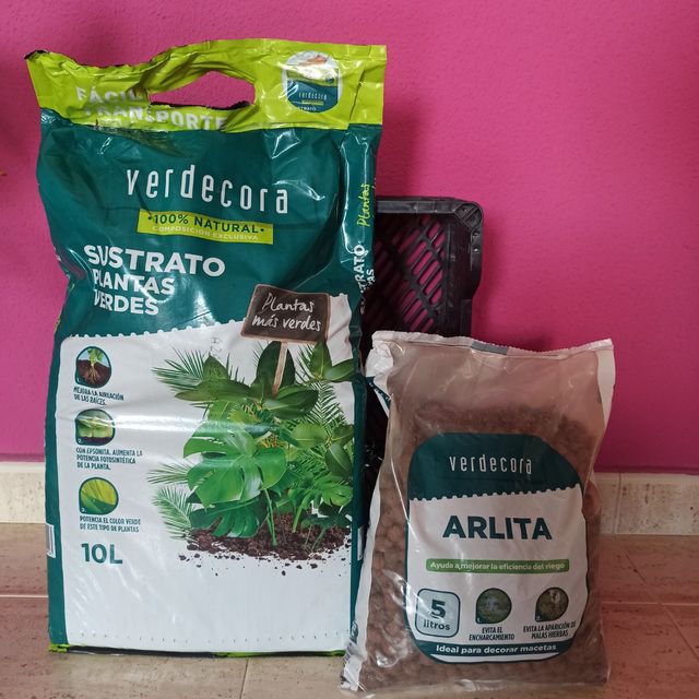 Monstera deliciosa | Costilla de Adán