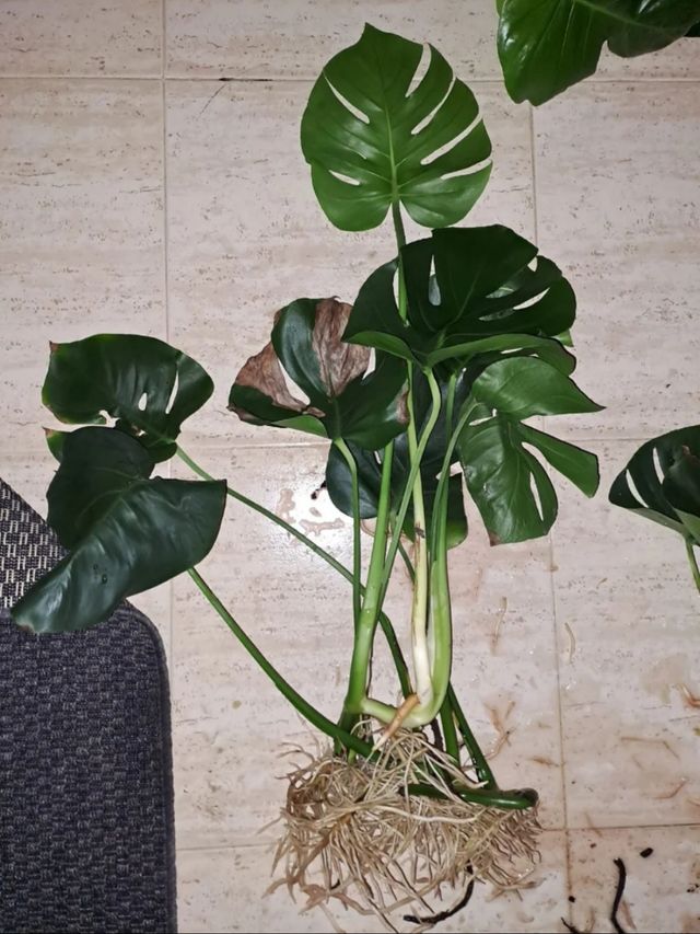 Monstera deliciosa | Costilla de Adán