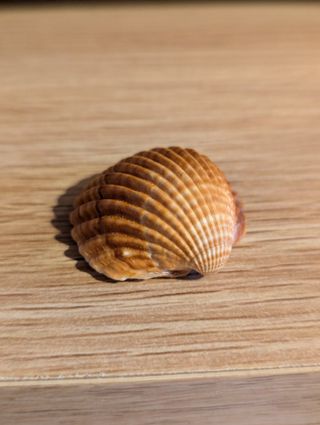 Acanthocardia tuberculata Conchiglia mediterranea