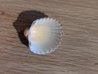 Acanthocardia tuberculata Conchiglia mediterranea