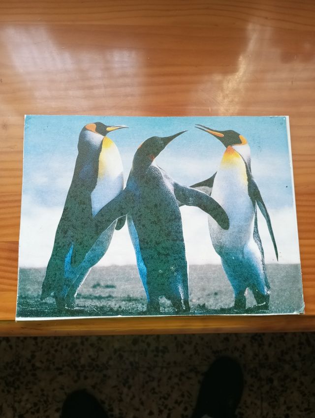 Lamina enmarcada Pinguinos