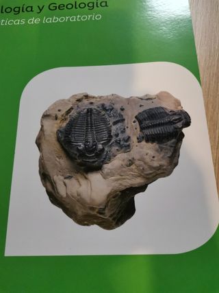 ISBN 8 431300 967519 biología y geología