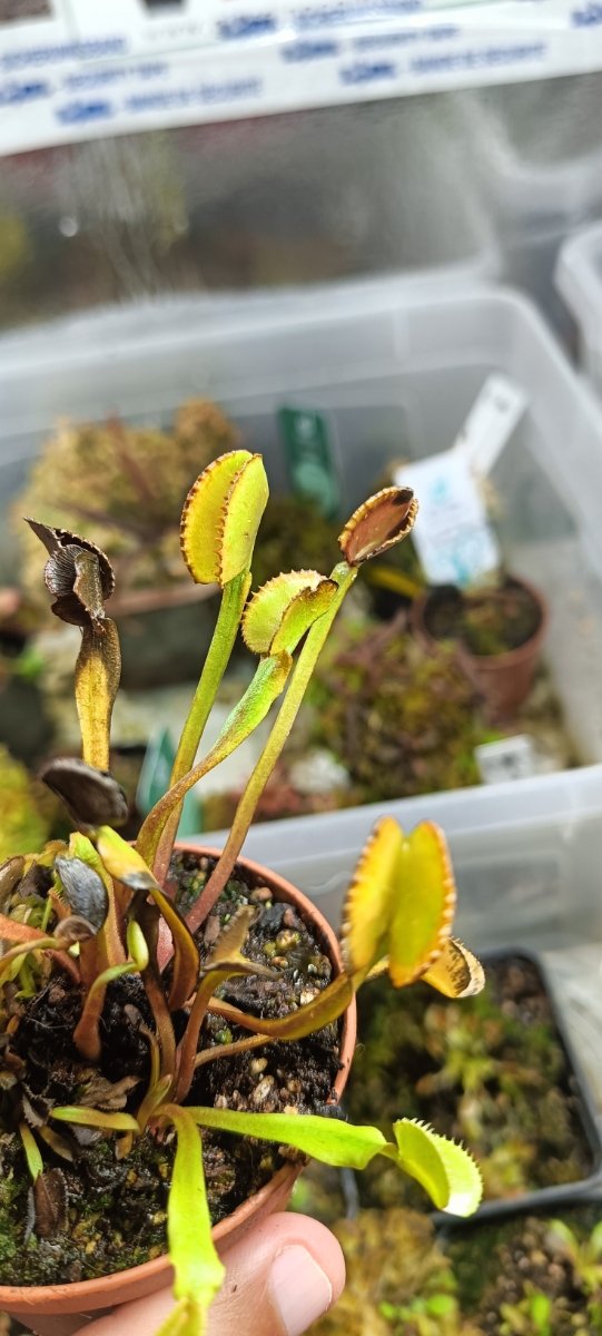 DIONAEA CLONES VARIADOS
