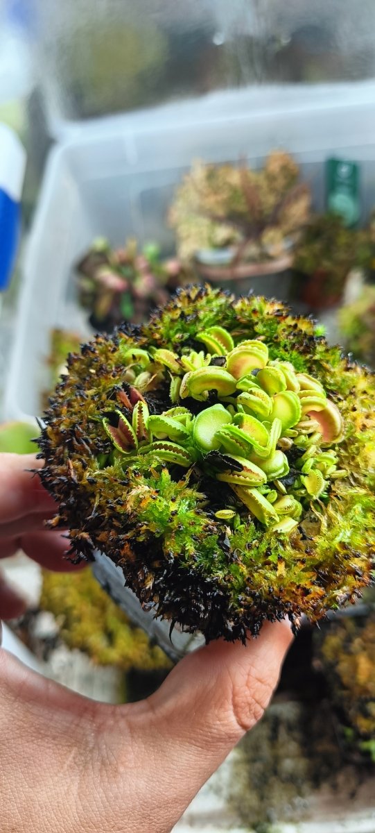 DIONAEA CLONES VARIADOS