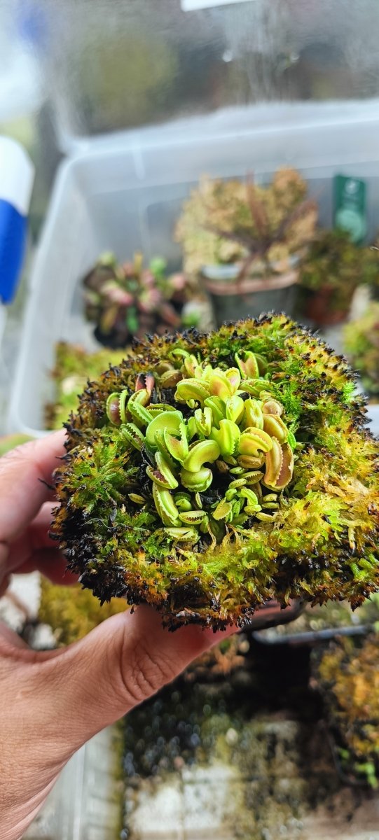 DIONAEA CLONES VARIADOS