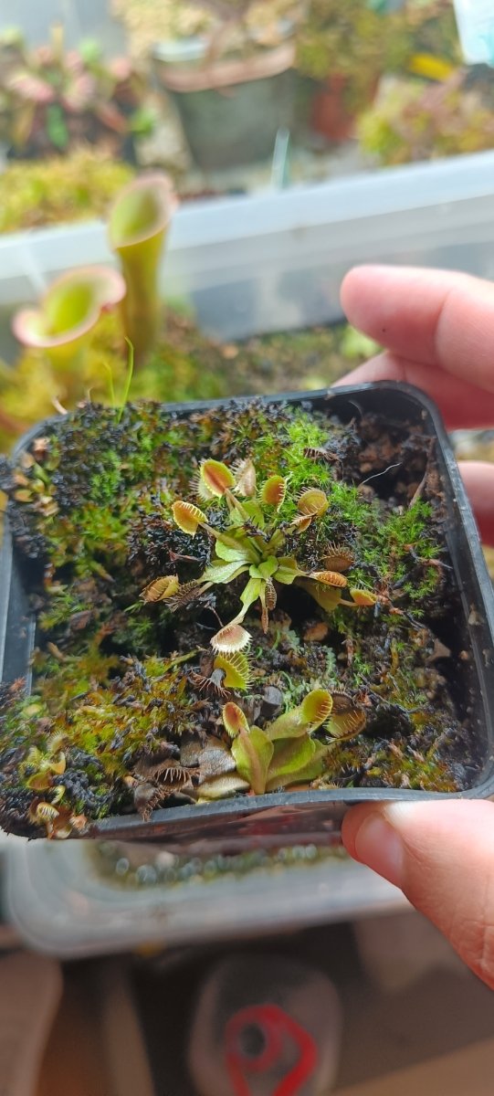 DIONAEA CLONES VARIADOS