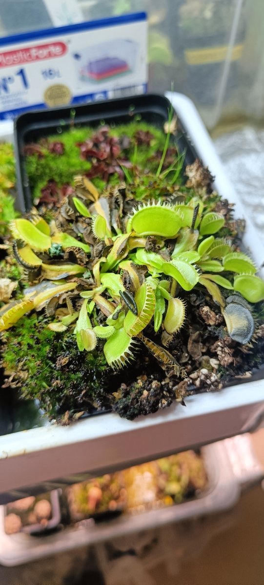 DIONAEA CLONES VARIADOS