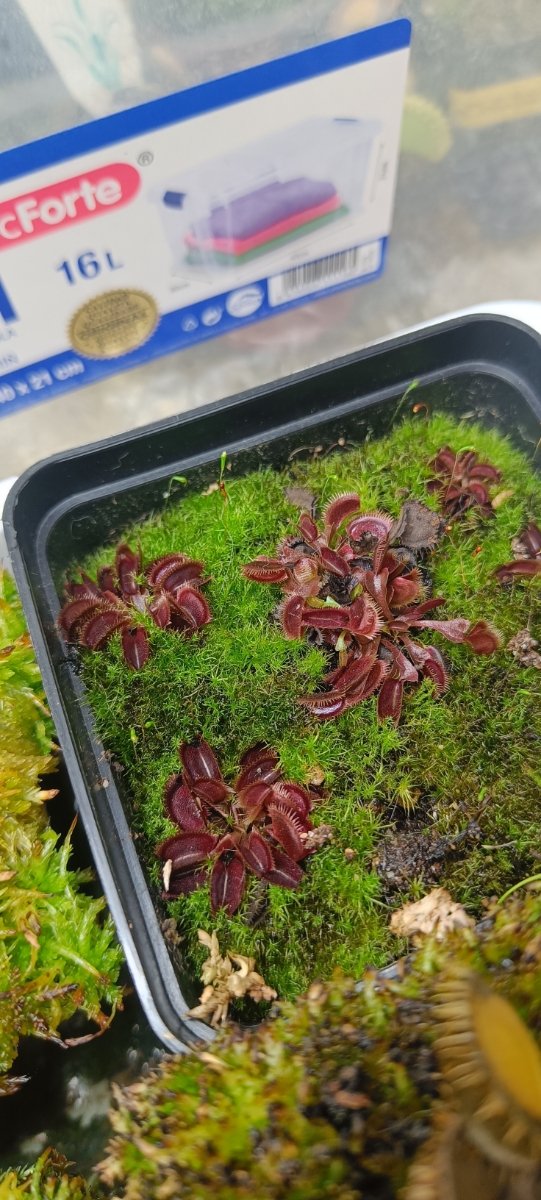 DIONAEA CLONES VARIADOS