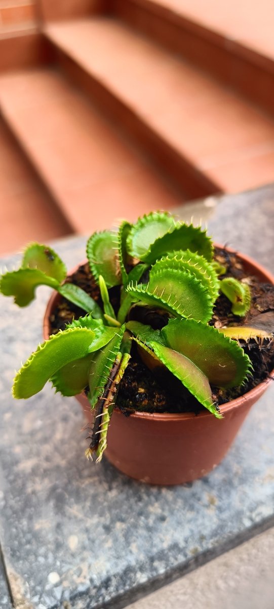 DIONAEA CLONES VARIADOS